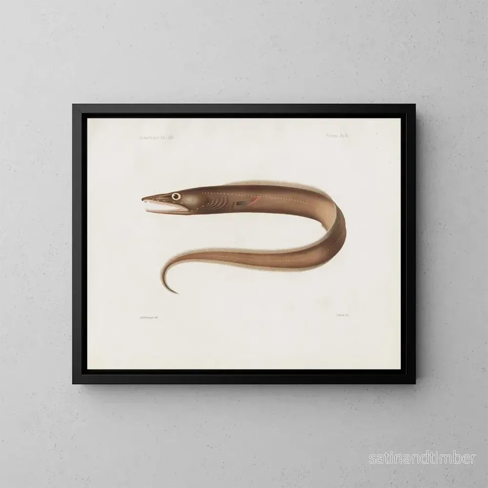 Reproduktion av målningen Mémoires du Muséum de zoologie comparée de Harvard College Pl97 – Musée de Zoologie Comparée de l’Université Harvard Reproduktion av målningen Mémoires du Muséum de zoologie comparée de Harvard College Pl97 – Musée de Zoologie Comparée de l’Université Harvard