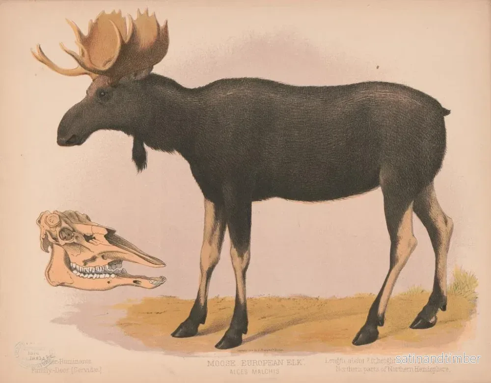 Reproduktion av målningen Élan européen Alces malchis - Louis Prang Co - Bild 2
