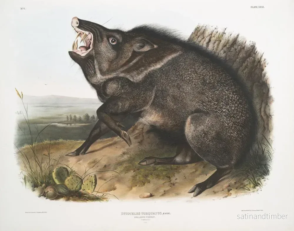 Reproduktion av målningen av Peccary med halsband, hane - John Woodhouse Audubon - Bild 2