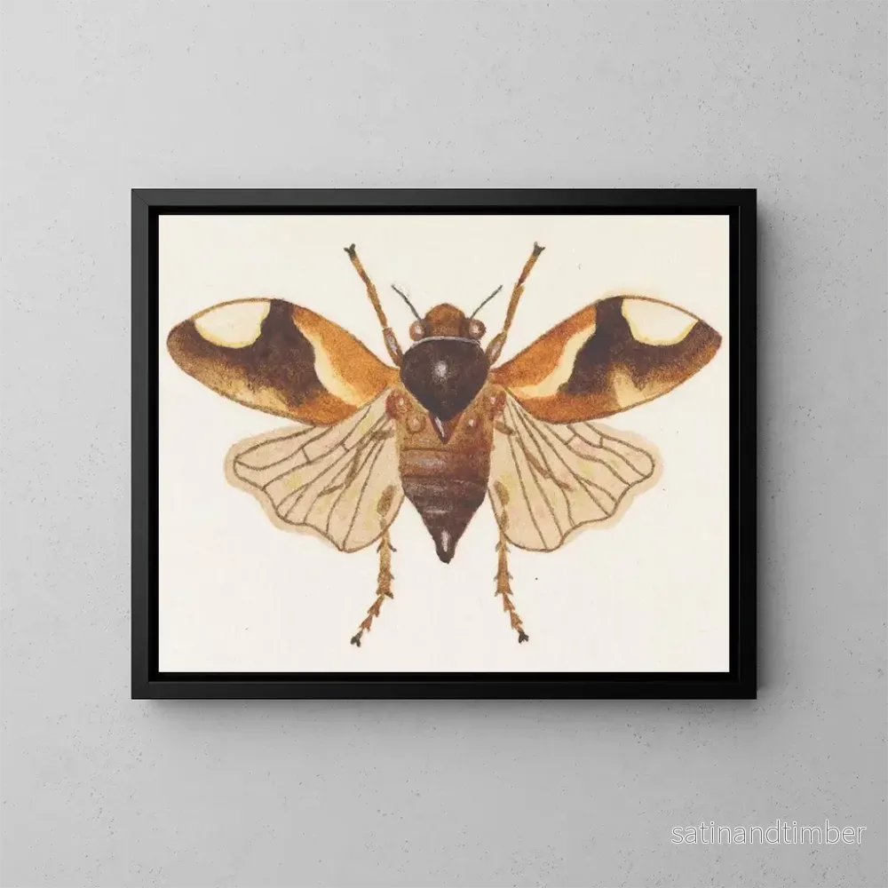 Reproduktion av målningen akvarell av entomologi Pl075 – George Hudson Reproduktion av målningen akvarell av entomologi Pl075 – George Hudson