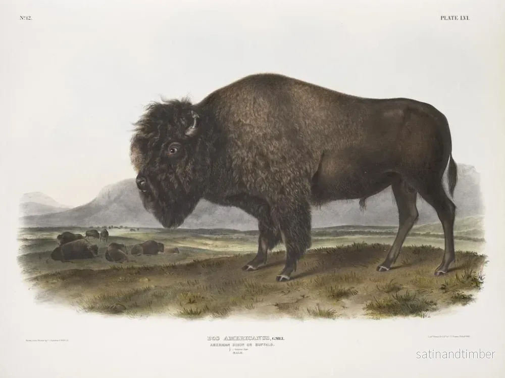 Reproduktion av målningen av manlig amerikansk bison - John Woodhouse Audubon - Bild 2