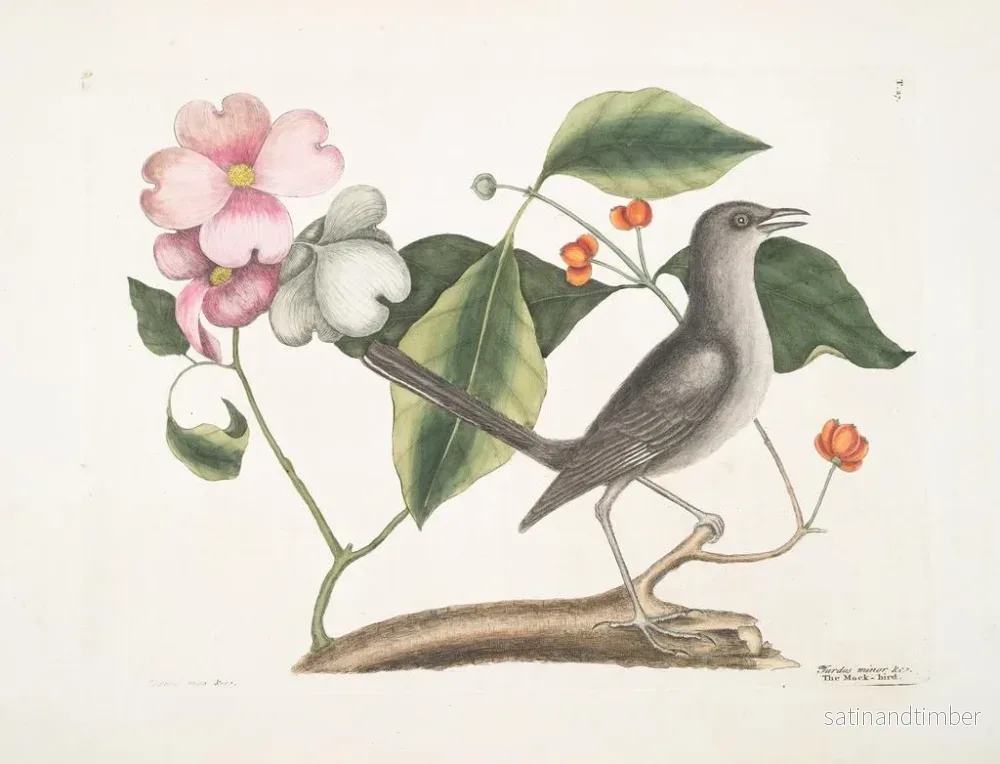 Reproduktion av målningen av manlig korallträd och Virginian korallträd, korallträdet och skogshönan - Mark Catesby - Bild 2