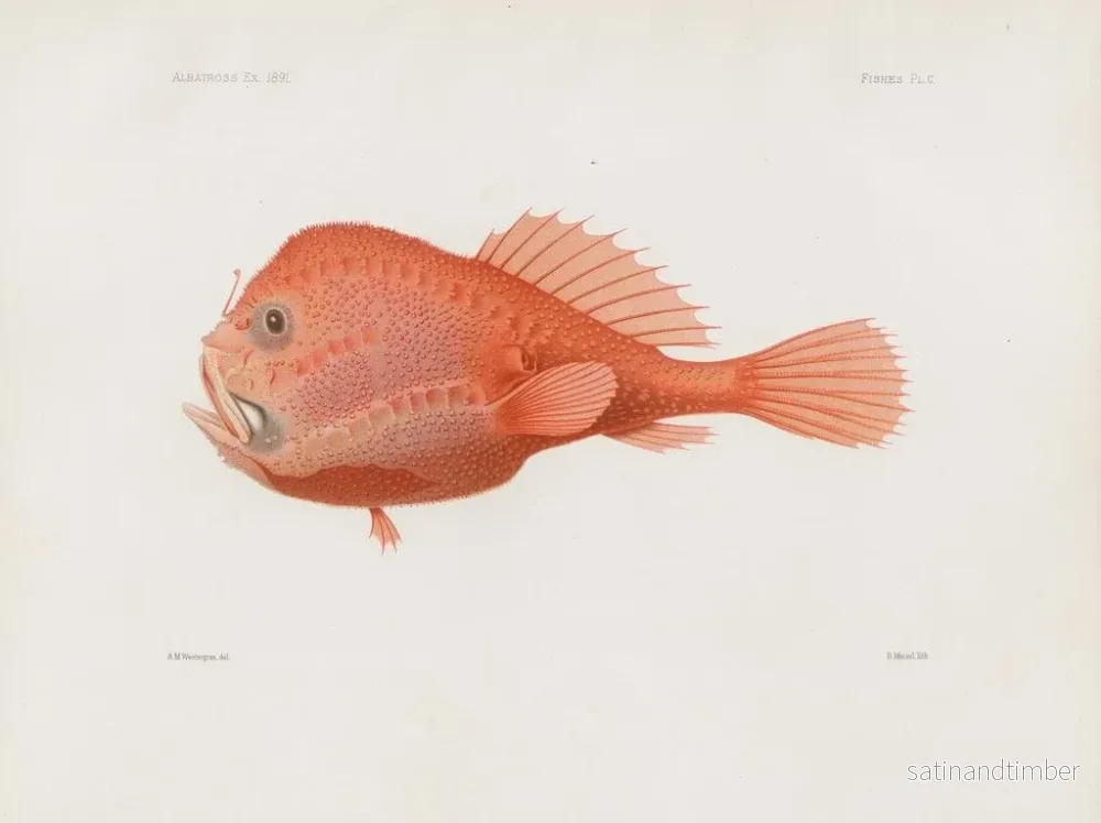 Reproduktion av målningen Mémoires du Muséum de zoologie comparée de Harvard College Pl87 - Musée de Zoologie Comparée de l'Université Harvard - Bild 2