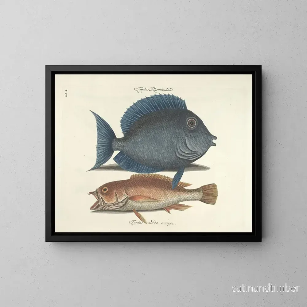 Reproduktion Bilder av fisk, ormar, insekter – Mark Catesby — plansch 010