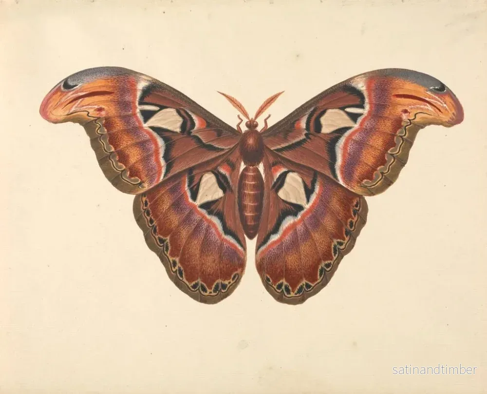 Reproduktion av målningen Papillon Atlas - George Edwards - Bild 2