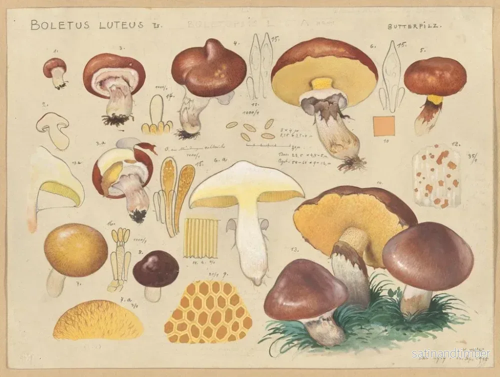 Reproduktion av målningen Boletus luteus - Hans Baldung - Bild 2