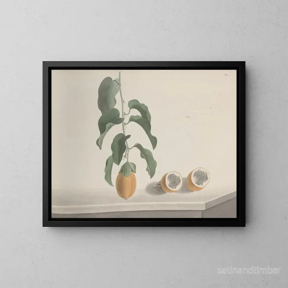 Reproduktion av målningen Histoire naturelle de Saint-Domingue Pl186 - René de Rabi