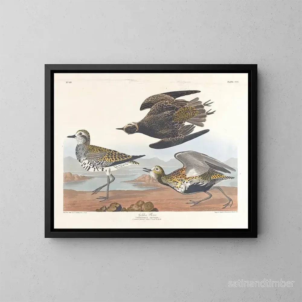 Reproduktion av målningen av Gyllenlabb - John James Audubon