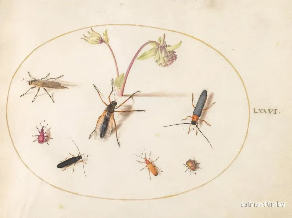 Reproduktion av målningen Växt 76 Insekter med en rosa och krämfärgad anemon - Joris Hoefnagel - Bild 2