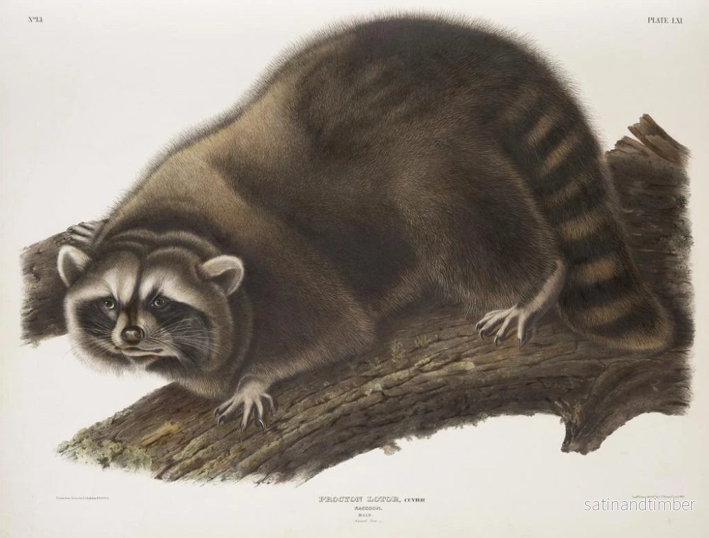Reproduktion av målningen Råtta tvättbjörn hane i naturlig storlek - John Woodhouse Audubon - Bild 2
