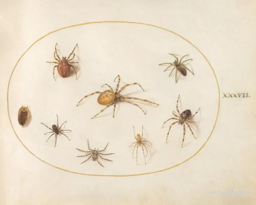 Reproduktion av målningen Platine 37 Sept araignées et un insecte - Joris Hoefnagel - Bild 2