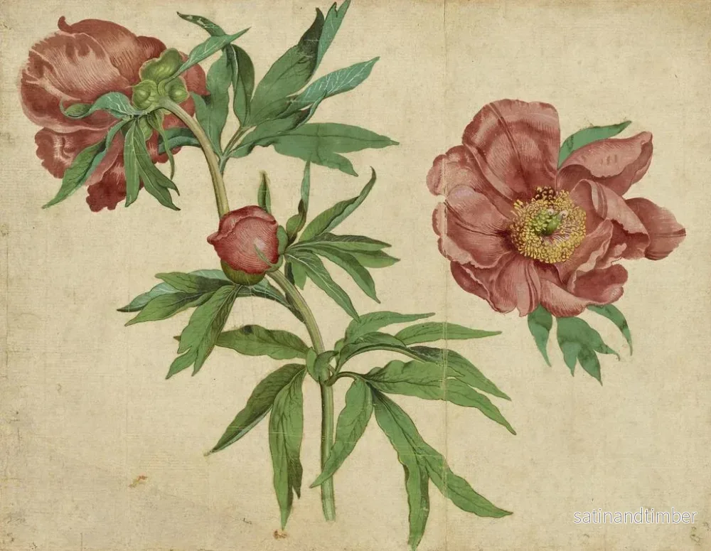 Reproduktion av målningen av pionstudier - Martin Schongauer - Bild 2