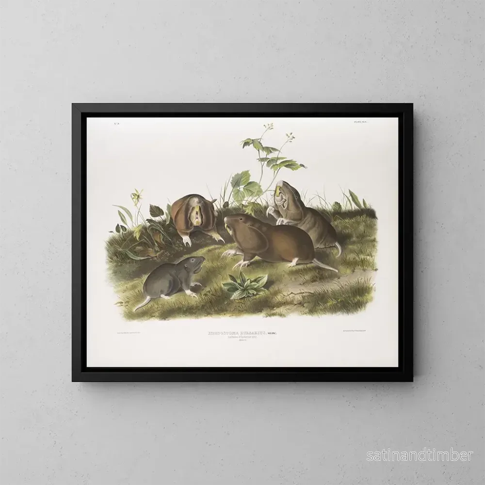Reproduktion av målningen av Canada-pockräv i naturlig storlek - John Woodhouse Audubon