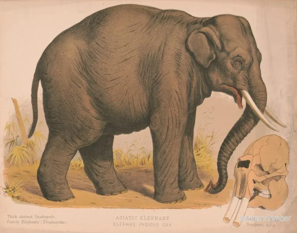 Reproduktion av målningen Asiatisk elefant Elephas indicus - Louis Prang Co - Bild 2