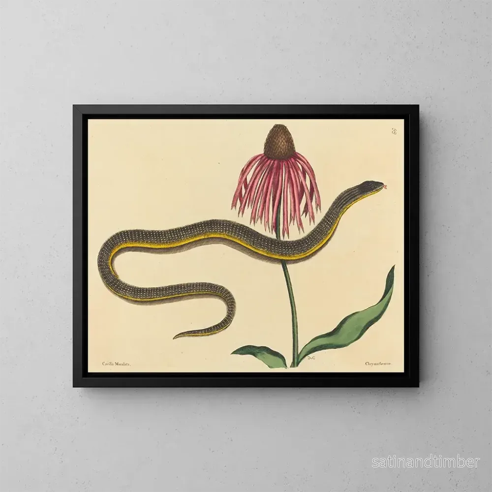 Reproduktion av målningen Le serpent de verre Anguis ventralis - Mark Catesby
