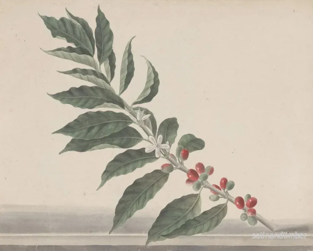 Reproduktion av målningen Histoire naturelle de Saint-Domingue Pl134 - René de Rabi - Bild 2