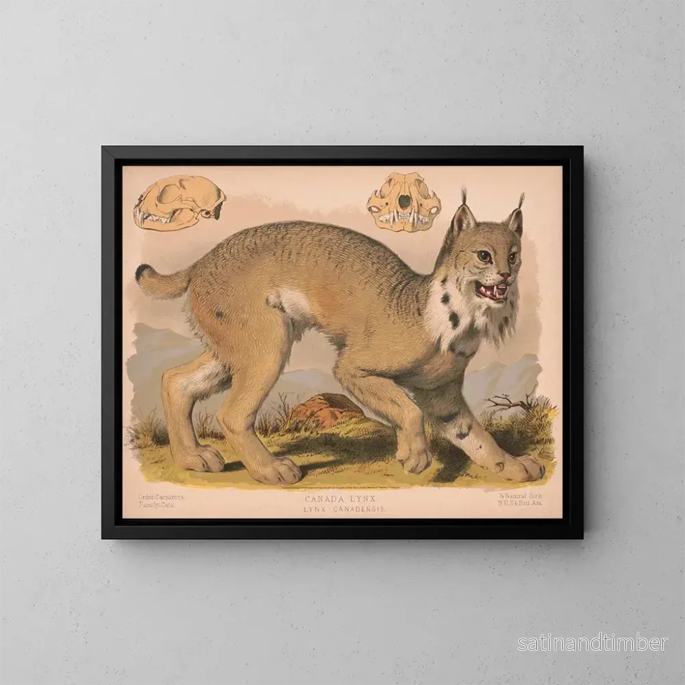 Reproduktion av målningen Lynx du Canada - Louis Prang Co
