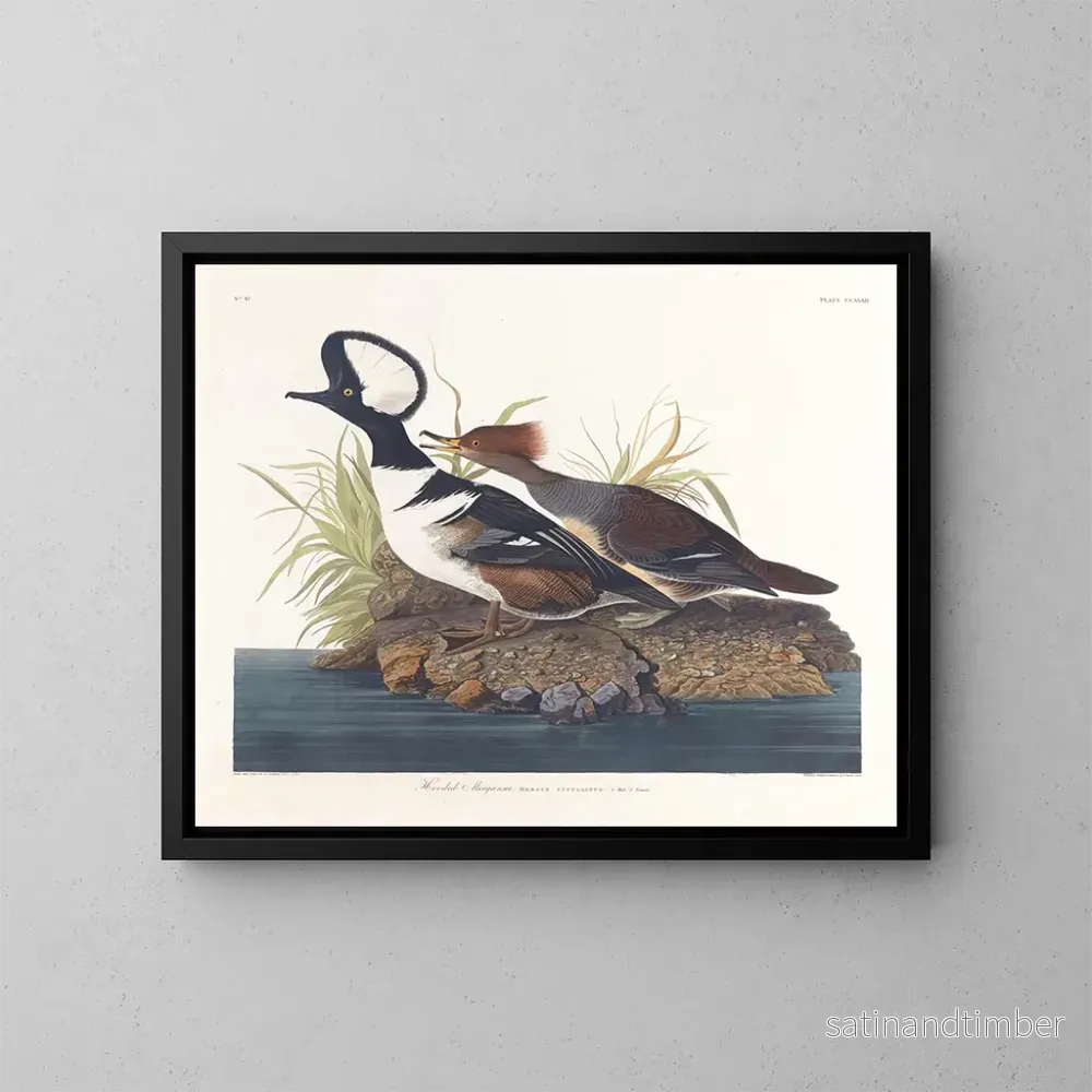 Reproduktion av målningen Kanadagås – John James Audubon Reproduktion av målningen Kanadagås – John James Audubon