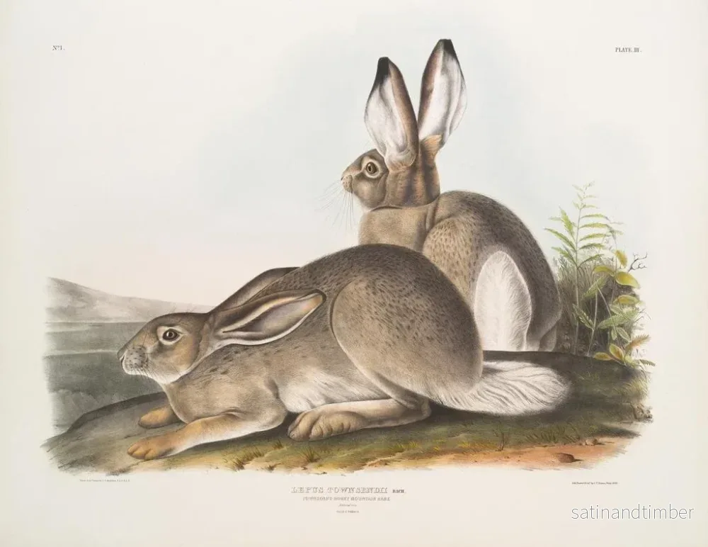Reproduktion av målningen av Townsend Hare, bergshare i Klippiga bergen, naturlig storlek, hane och hona - John Woodhouse Audubon - Bild 2