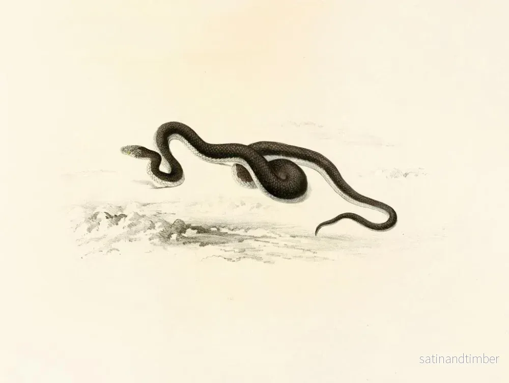 Reproduktion av målningen Lycodon capensis - Sir Andrew Smith - Bild 2