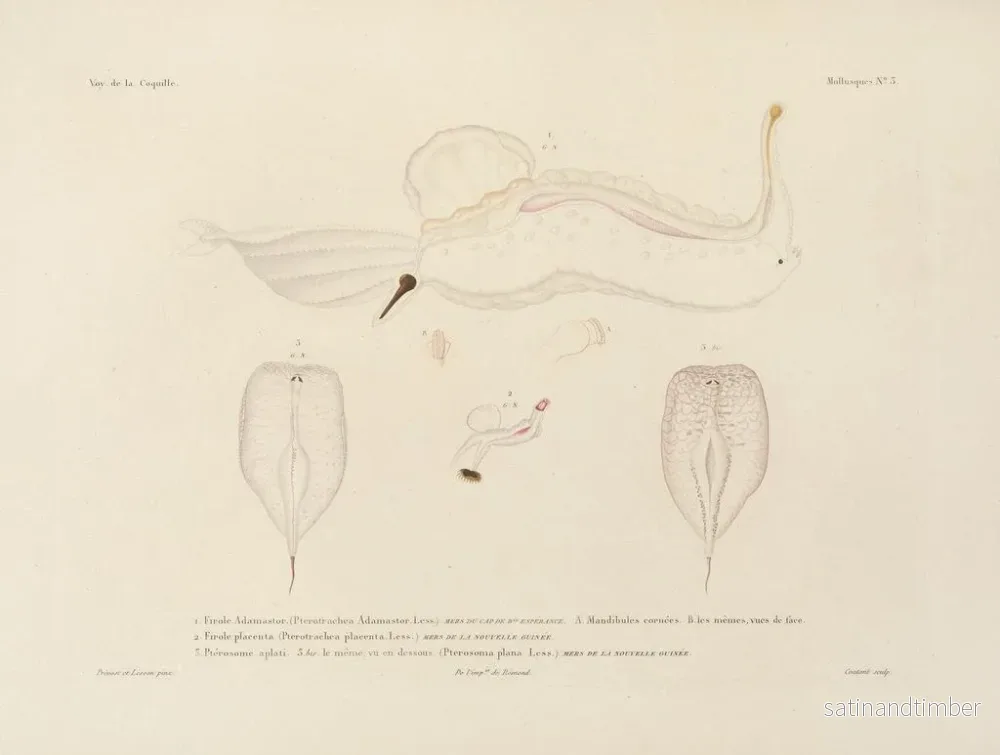 Resa runt världen — plansch 048 — Louis-Isidore Duperrey - Bild 2