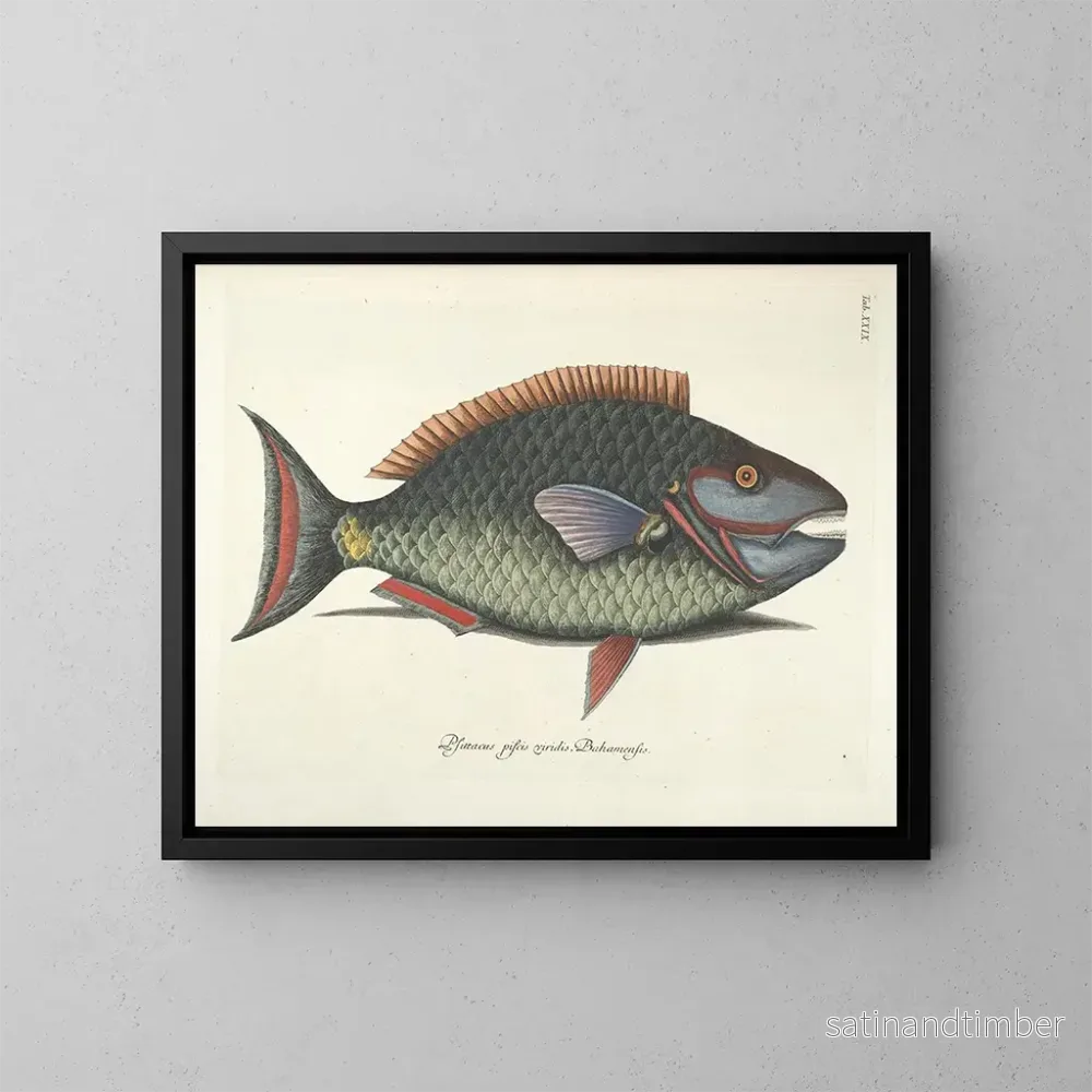Reproduktion Bilder av fisk, ormar, insekter – Mark Catesby — plansch 029