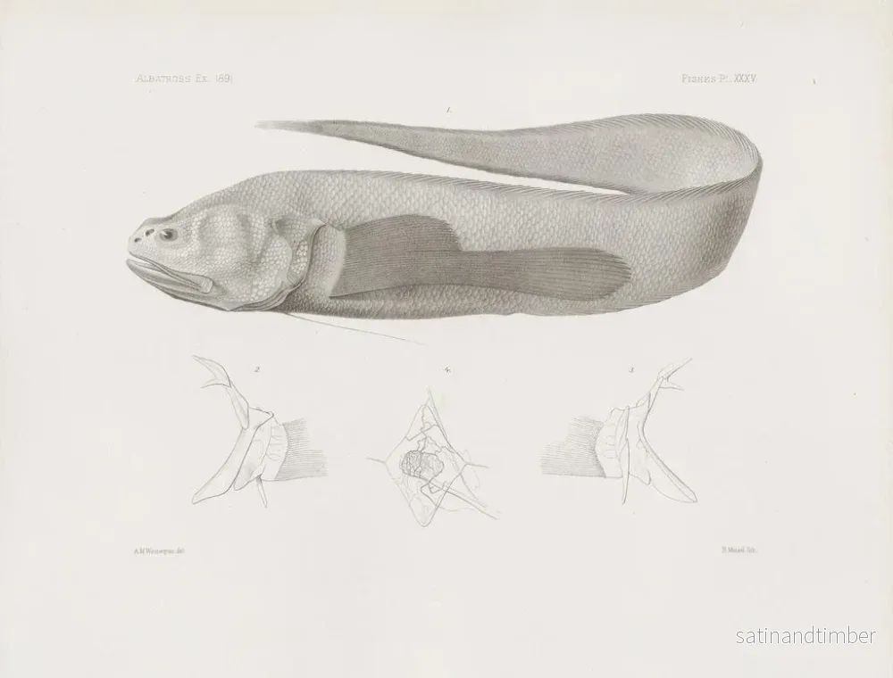Reproduktion av målningen Mémoires du Muséum de zoologie comparée de Harvard College Pl35 - Musée de Zoologie Comparée de l'Université Harvard - Bild 2