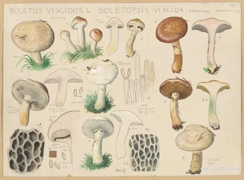 Reproduktion av målningen Boletus viscidus - Hans Baldung - Bild 2
