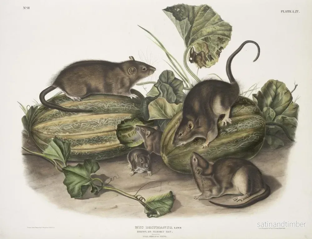 Reproduktion av målningen Råtta brun eller norsk råtta i naturlig storlek hane hona ung - John Woodhouse Audubon - Bild 2