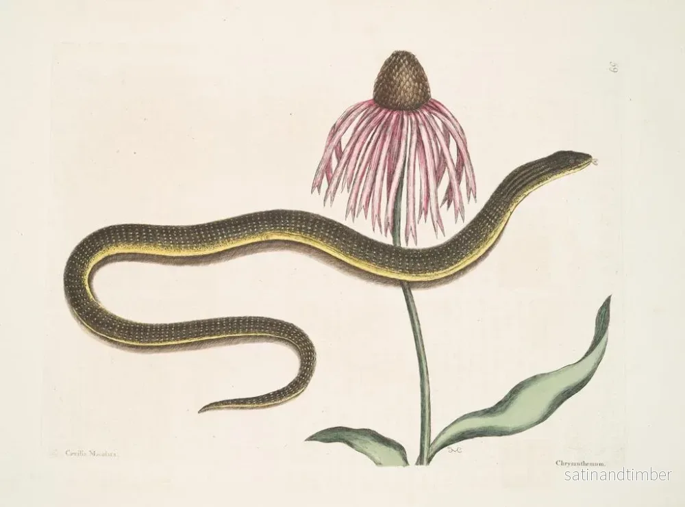 Reproduktion av målningen Cécilia Maculata, ormen av glas, krysantemum - Mark Catesby - Bild 2
