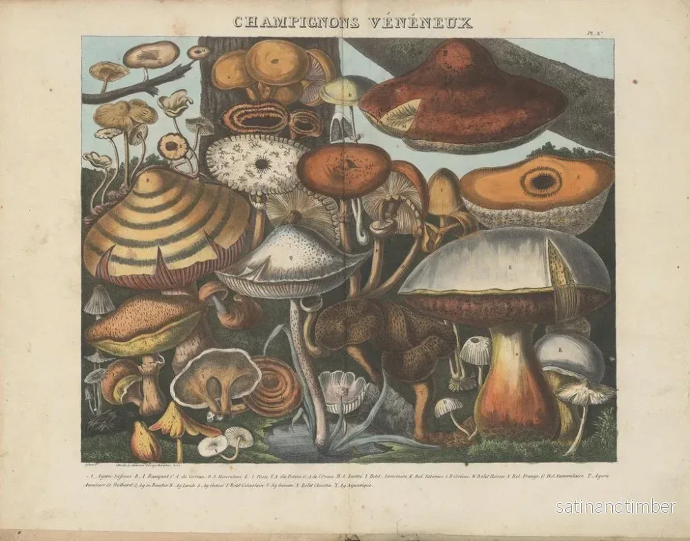 Reproduktion av målningen Atlas över misstänkta och giftiga ätbara svampar Pl10 - Michel Étienne Descourtilz - Bild 2