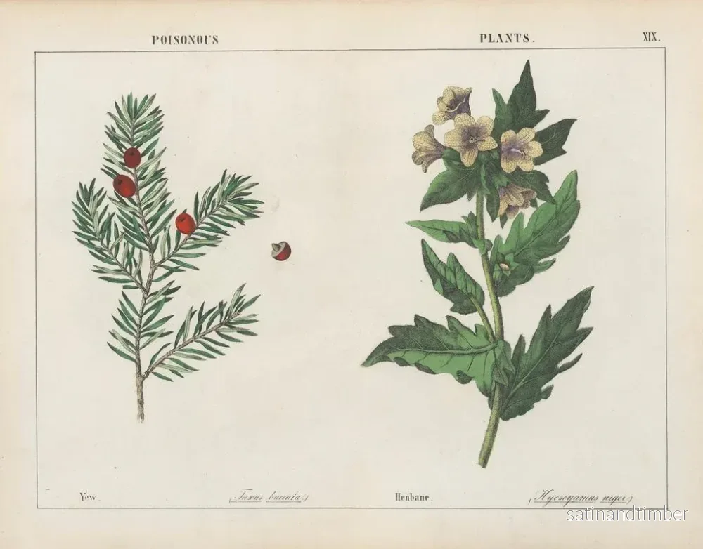 Reproduktion av målningen Växter som är giftiga: Ife och Belladonna - Charlotte Mary Yonge - Bild 2
