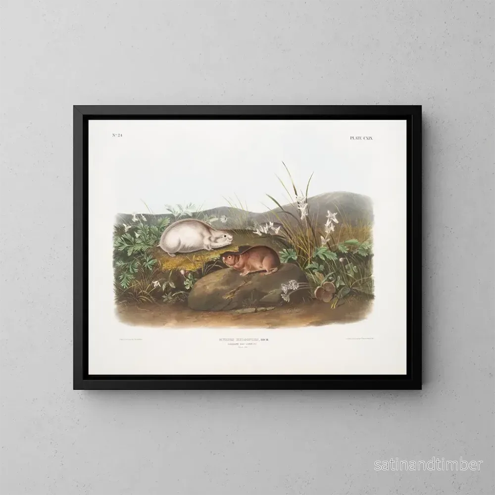 Reproduktion av målningen Lemming från Hudsonbukten i naturlig storlek - John Woodhouse Audubon