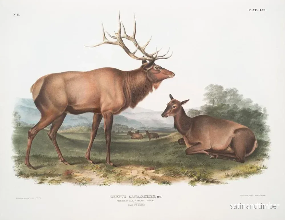 Reproduktion av målningen av kanadensisk eland hane och hona - John Woodhouse Audubon - Bild 2