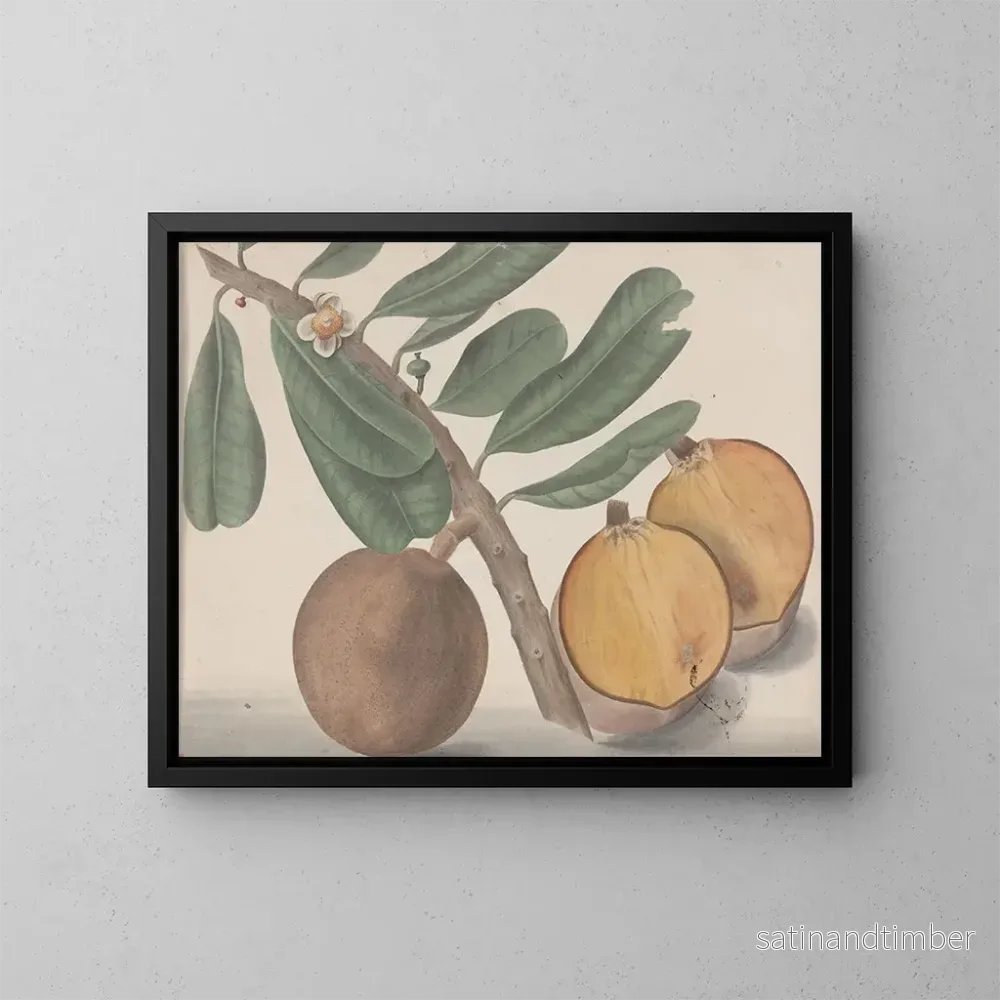 Reproduktion av målningen Histoire naturelle de Saint-Domingue Pl140 - René de Rabi