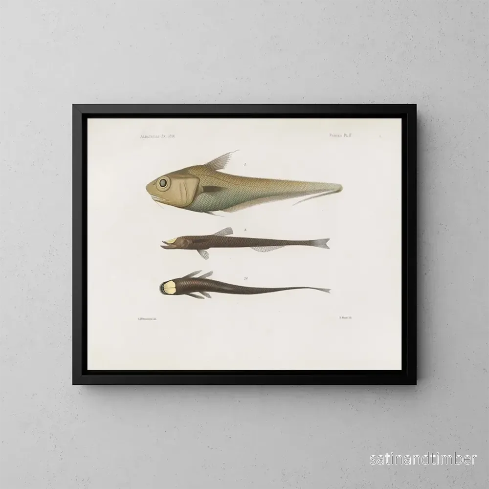 Reproduktion av målningen Mémoires du Muséum de zoologie comparée de Harvard College Pl92 – Musée de Zoologie Comparée de l’Université Harvard Reproduktion av målningen Mémoires du Muséum de zoologie comparée de Harvard College Pl92 – Musée de Zoologie Comparée de l’Université Harvard