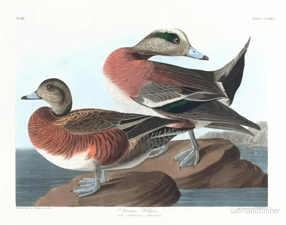 Reproduktion av målningen Kanadagås - John James Audubon - Bild 2