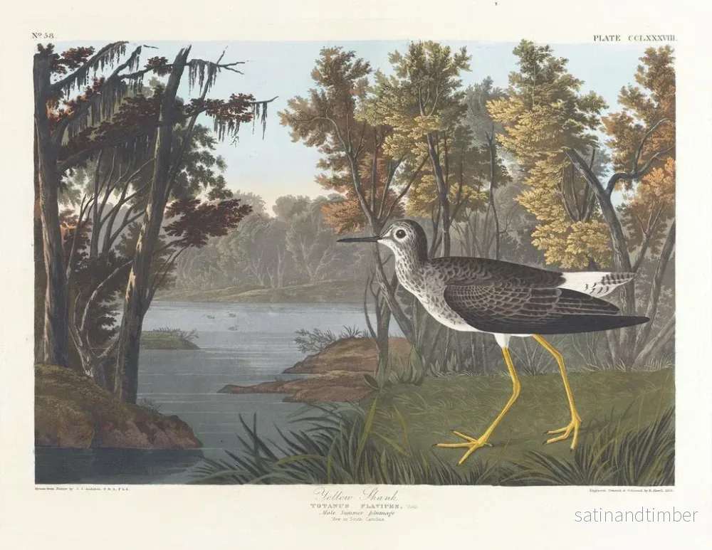 Reproduktion av målningen Pied jaune - John James Audubon - Bild 2