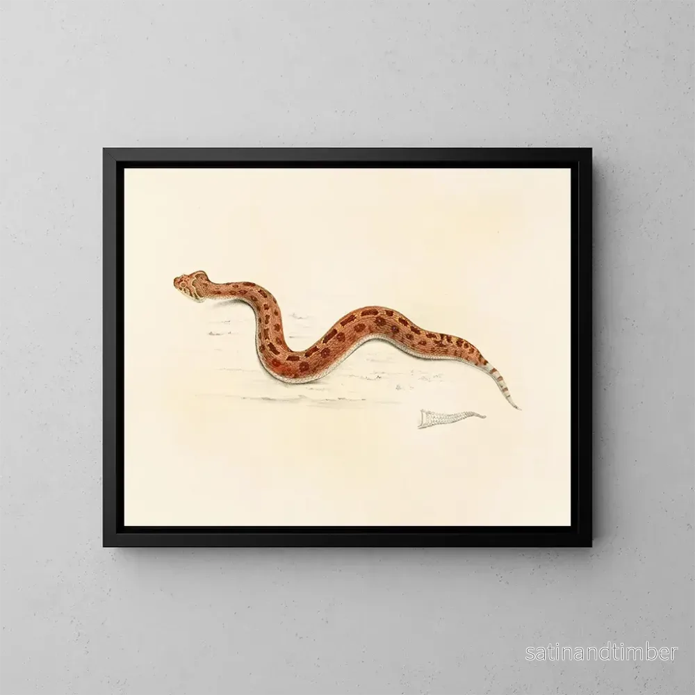 Reproduktion av målningen Vipère caudale - Sir Andrew Smith