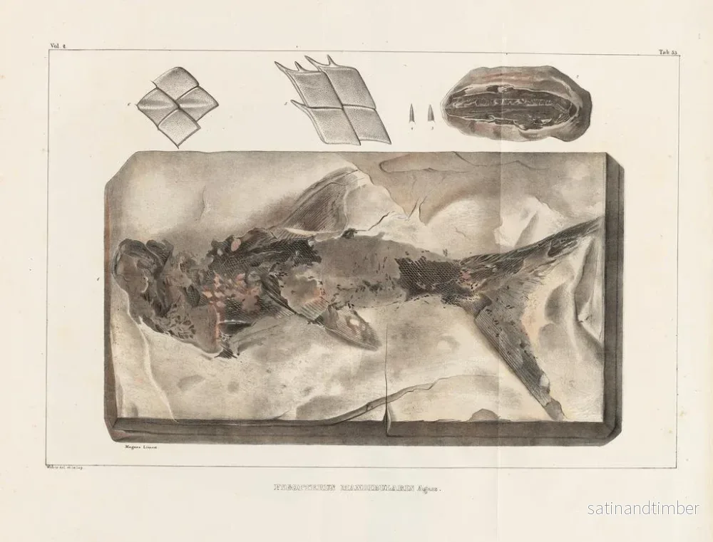 Reproduktion Forskningar om fossila fiskar – Louis Agassiz — plansch 210 - Bild 2