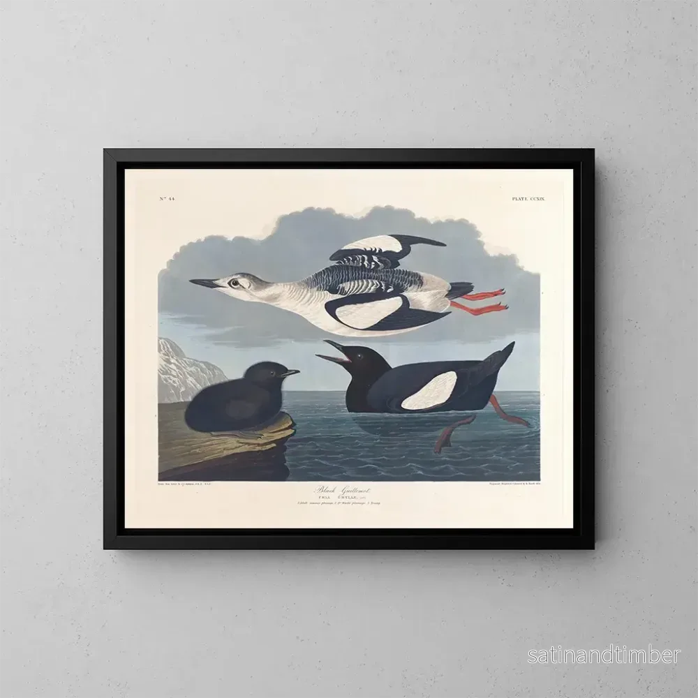 Reproduktion av målningen Guillemot noir - John James Audubon