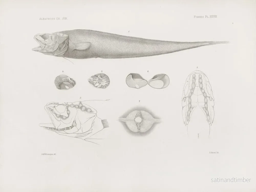Reproduktion av målningen Mémoires du Muséum de zoologie comparée de Harvard College Pl38 - Musée de Zoologie Comparée de l'Université Harvard - Bild 2