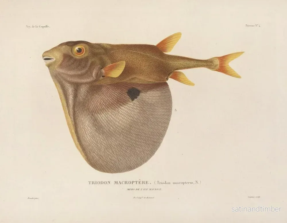 Resa runt världen — plansch 011 — Louis-Isidore Duperrey - Bild 2