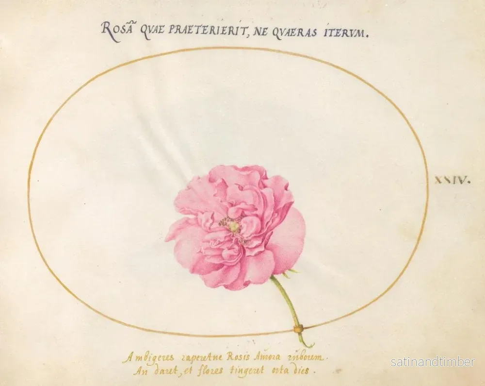 Reproduktion av målningen Plante 24 Rose rose - Joris Hoefnagel - Bild 2