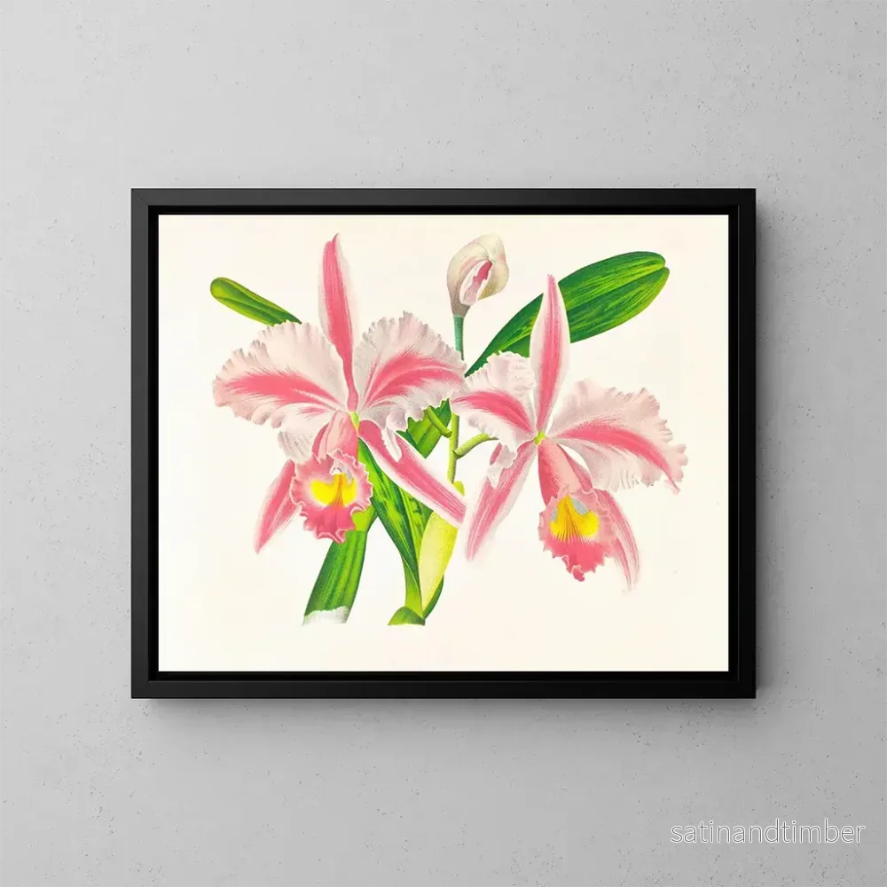 Reproduktion av målningen Cattleya trianae var. striata - Jean Jules Linden