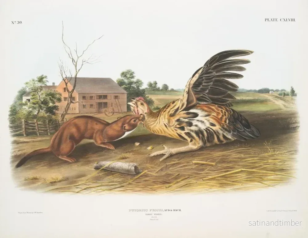 Reproduktion av målningen Fouine fauve mâle taille naturelle - John Woodhouse Audubon - Bild 2