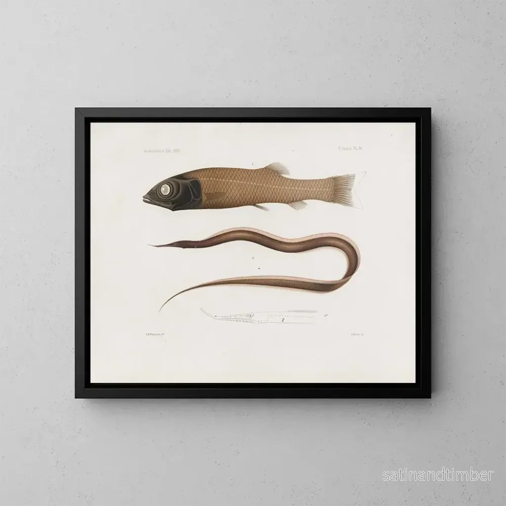 Reproduktion av målningen Mémoires du Muséum de zoologie comparée de Harvard College Pl96 – Musée de Zoologie Comparée de l’Université Harvard Reproduktion av målningen Mémoires du Muséum de zoologie comparée de Harvard College Pl96 – Musée de Zoologie Comparée de l’Université Harvard