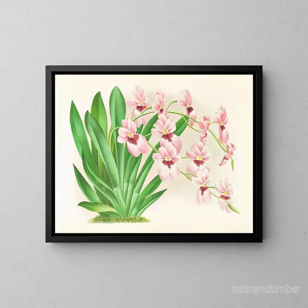 Reproduktion av målningen Miltonia vexillaria - Jean Jules Linden