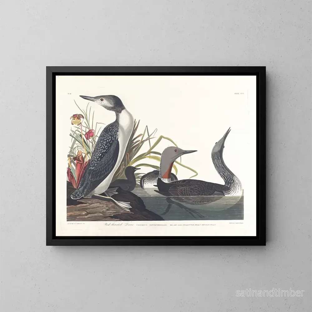 Reproduktion av målningen Dykare katter - John James Audubon