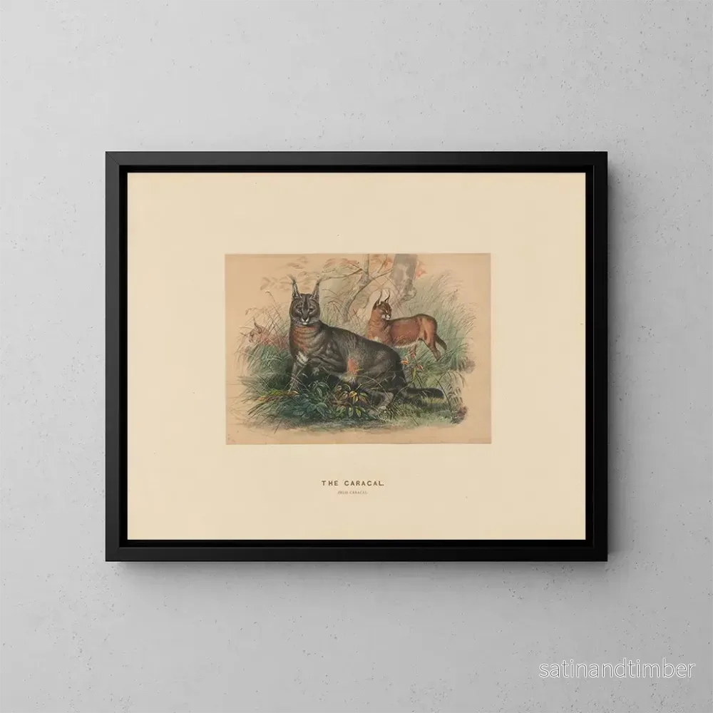 Reproduktion av målningen Le Caracal - Joseph Wolf